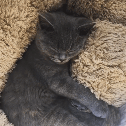 Kattenmandje